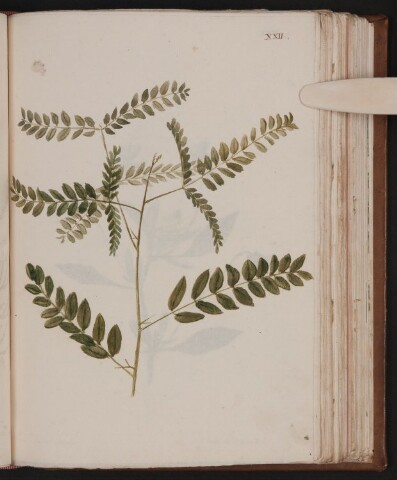 Anteprima dell'oggetto