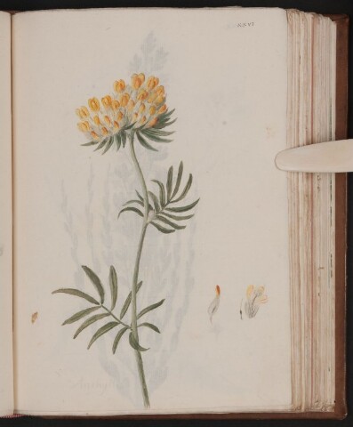 Anteprima dell'oggetto