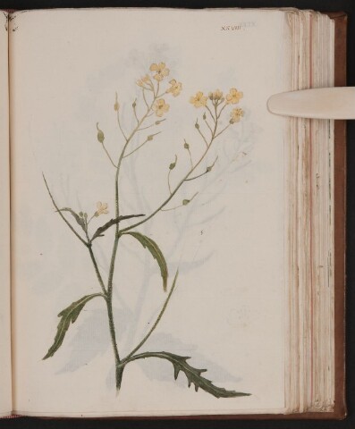 Anteprima dell'oggetto