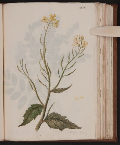 Anteprima dell'oggetto