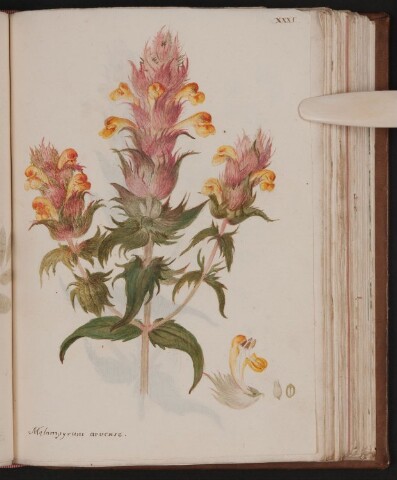 Anteprima dell'oggetto