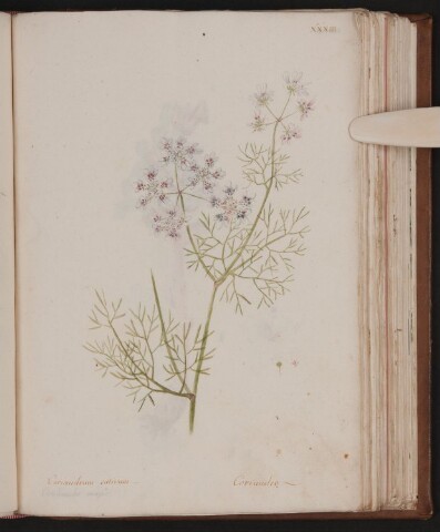 Anteprima dell'oggetto