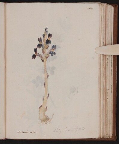 Anteprima dell'oggetto