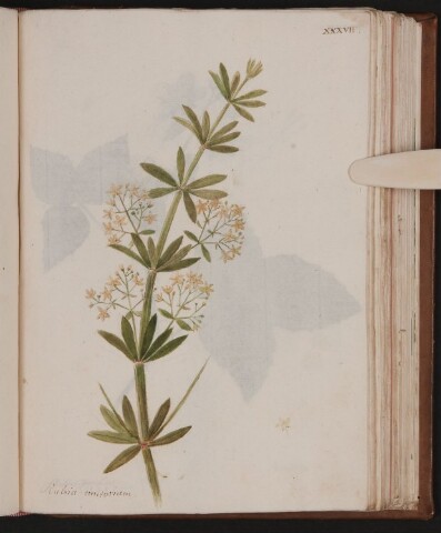 Anteprima dell'oggetto