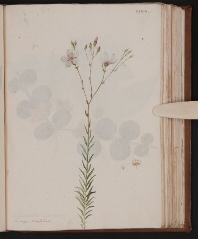 Anteprima dell'oggetto