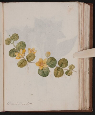 Anteprima dell'oggetto