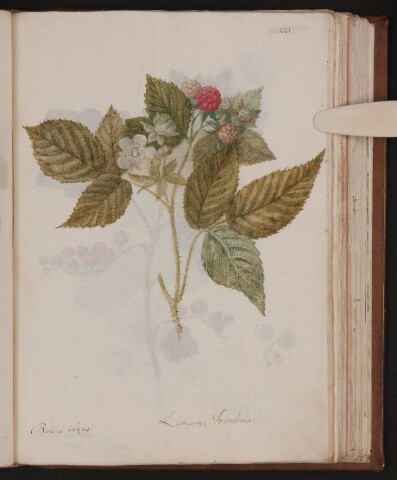 Anteprima dell'oggetto