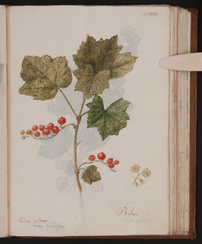 Anteprima dell'oggetto