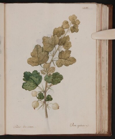 Anteprima dell'oggetto