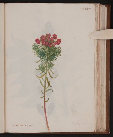 Anteprima dell'oggetto