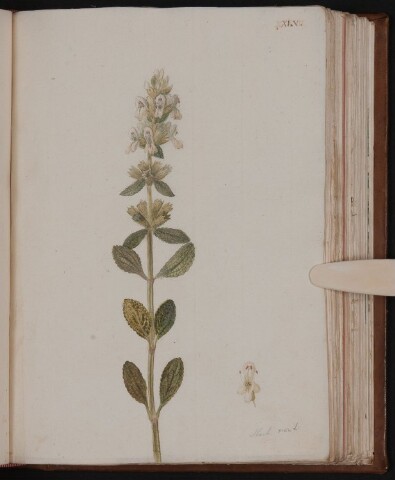 Anteprima dell'oggetto