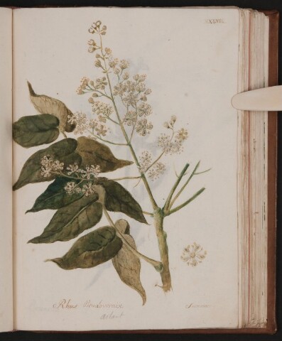 Anteprima dell'oggetto