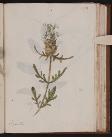 Anteprima dell'oggetto