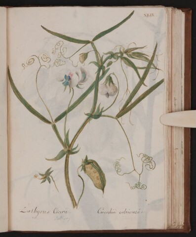 Anteprima dell'oggetto