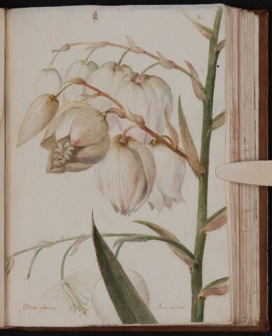 Anteprima dell'oggetto