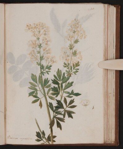 Anteprima dell'oggetto