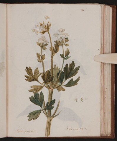 Anteprima dell'oggetto