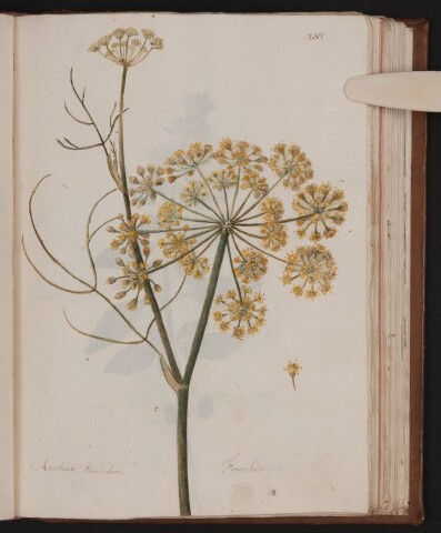 Anteprima dell'oggetto