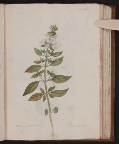 Anteprima dell'oggetto