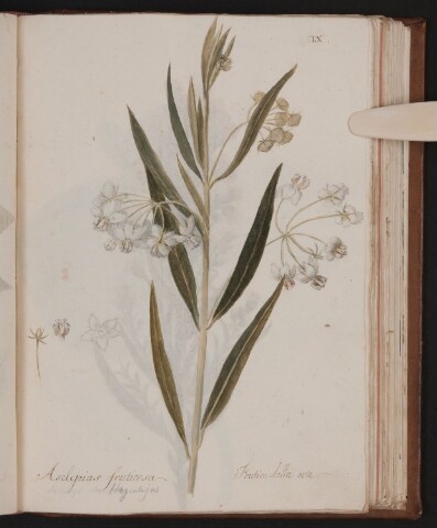 Anteprima dell'oggetto