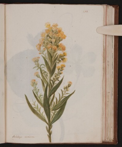 Anteprima dell'oggetto