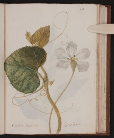 Anteprima dell'oggetto