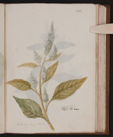 Anteprima dell'oggetto