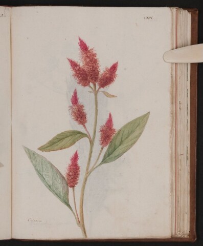 Anteprima dell'oggetto