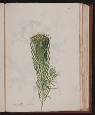 Anteprima dell'oggetto