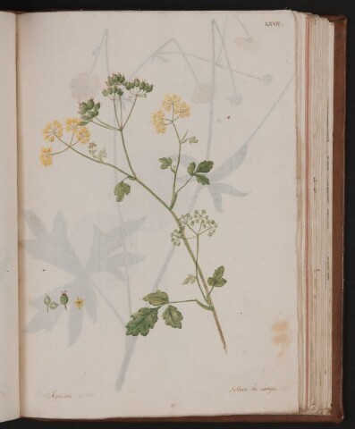 Anteprima dell'oggetto