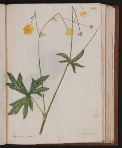 Anteprima dell'oggetto