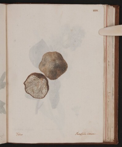 Anteprima dell'oggetto