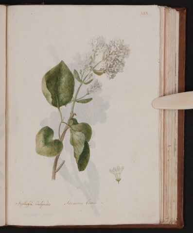 Anteprima dell'oggetto