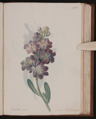 Anteprima dell'oggetto