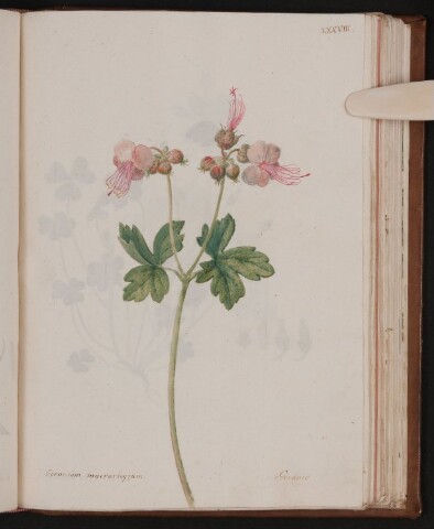 Anteprima dell'oggetto