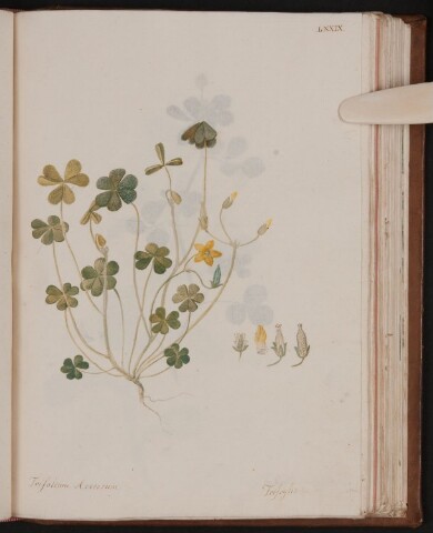 Anteprima dell'oggetto