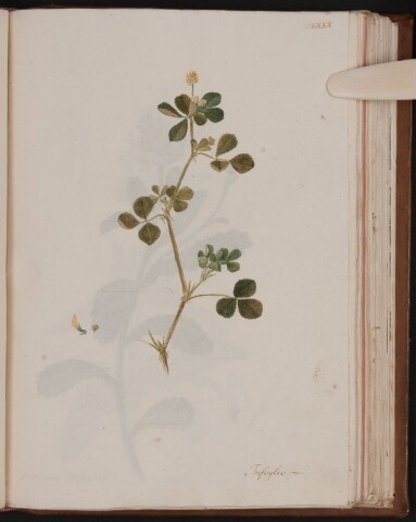 Anteprima dell'oggetto