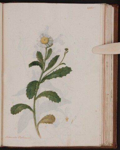 Anteprima dell'oggetto