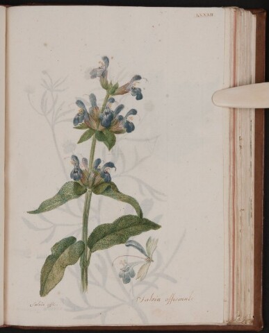 Anteprima dell'oggetto