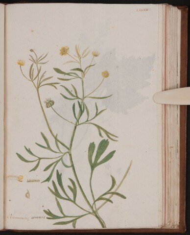 Anteprima dell'oggetto