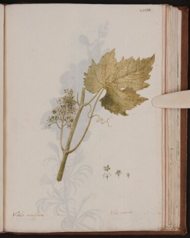 Anteprima dell'oggetto