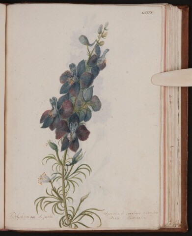 Anteprima dell'oggetto