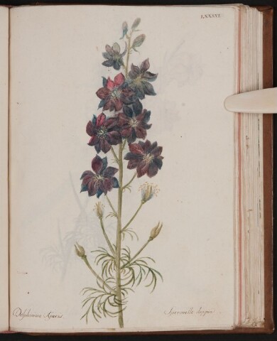 Anteprima dell'oggetto