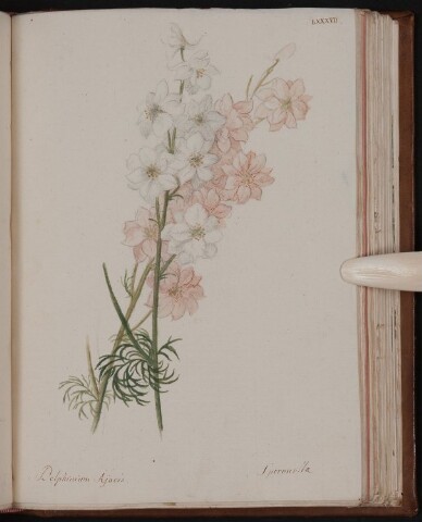 Anteprima dell'oggetto