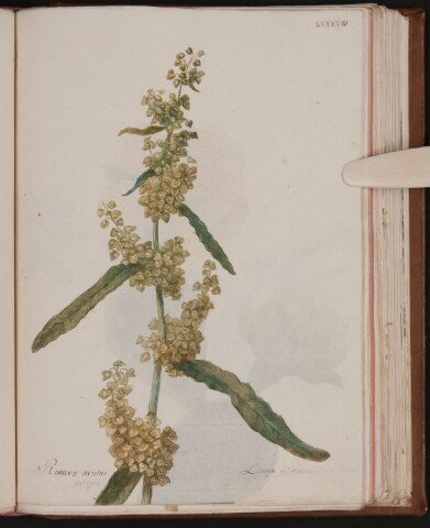 Anteprima dell'oggetto