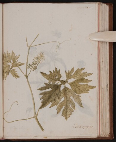 Anteprima dell'oggetto