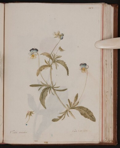 Anteprima dell'oggetto