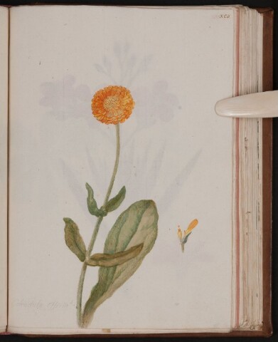 Anteprima dell'oggetto