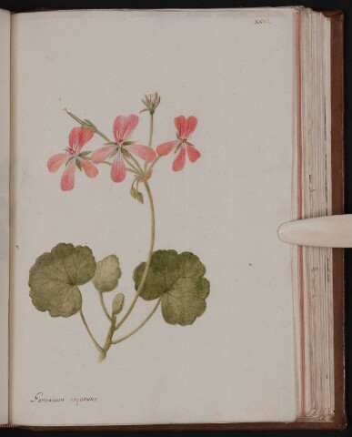 Anteprima dell'oggetto