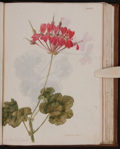 Anteprima dell'oggetto